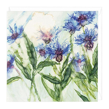 Card Cornflower